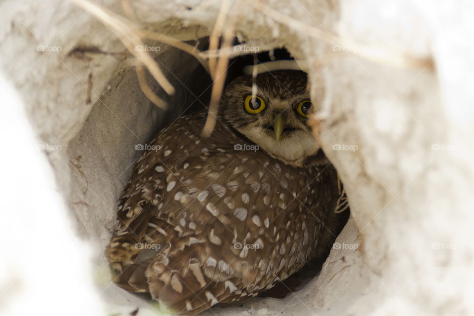 Owl yellow eyes.