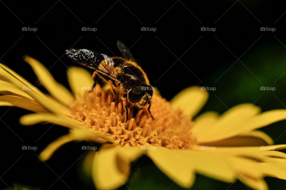 Extreme close up of bee on flower