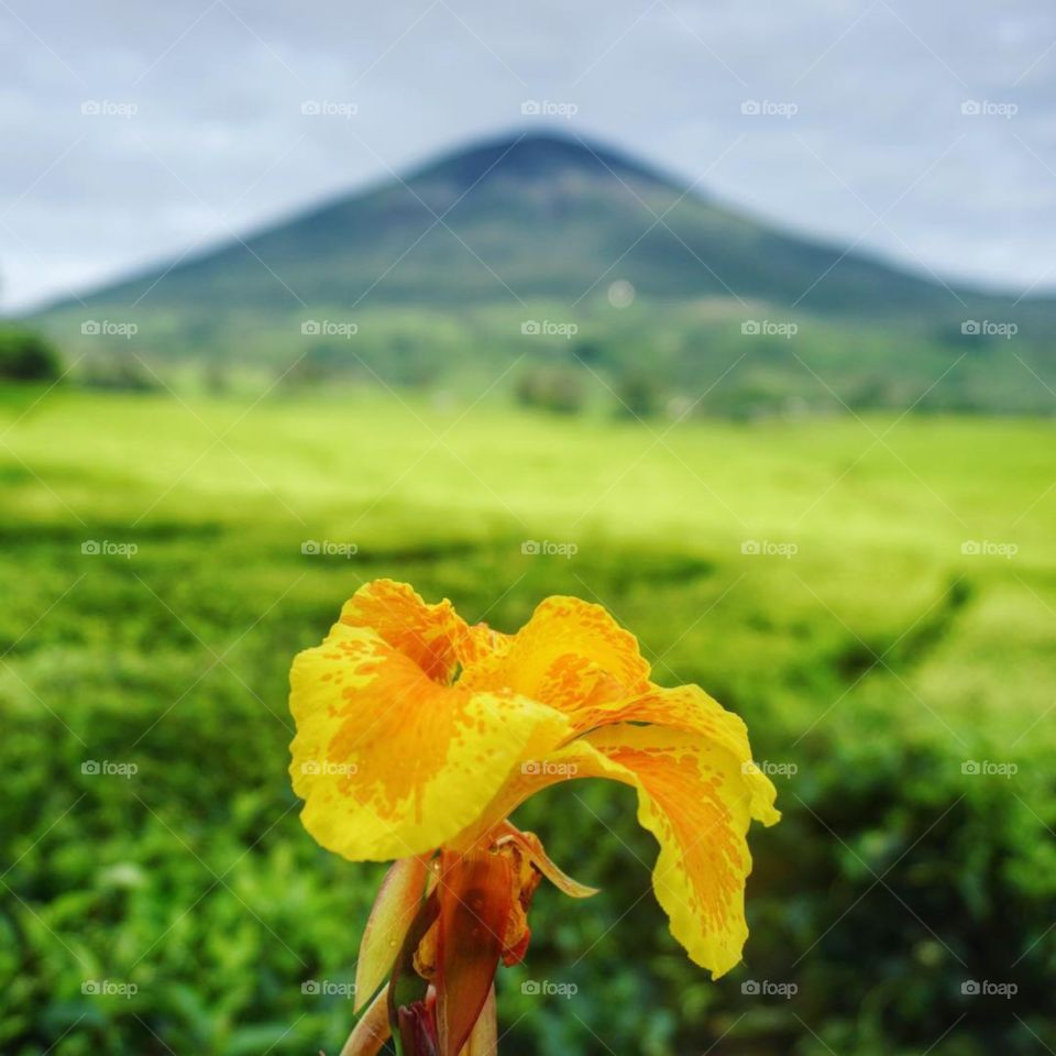 flower at the foot of the mountain
