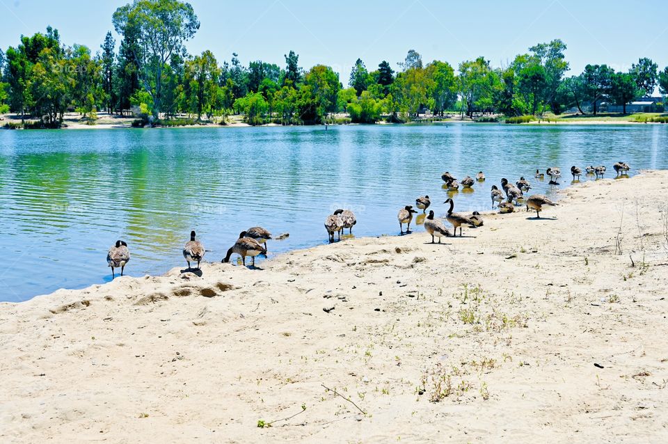 The migration of black geese in California during autumn 
