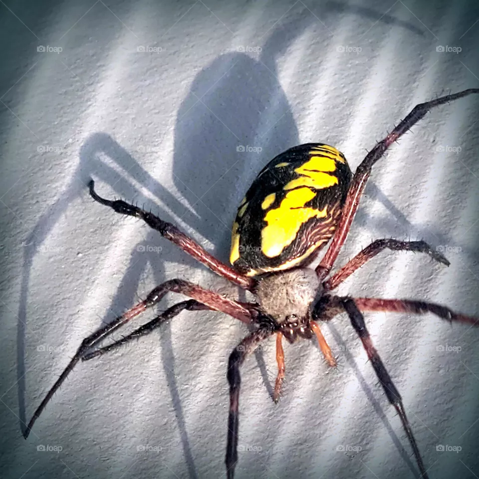 yellow garden spider