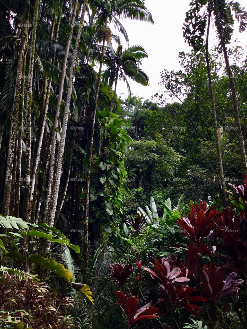 Landscape at Hawaii Tropical Botanical Garden