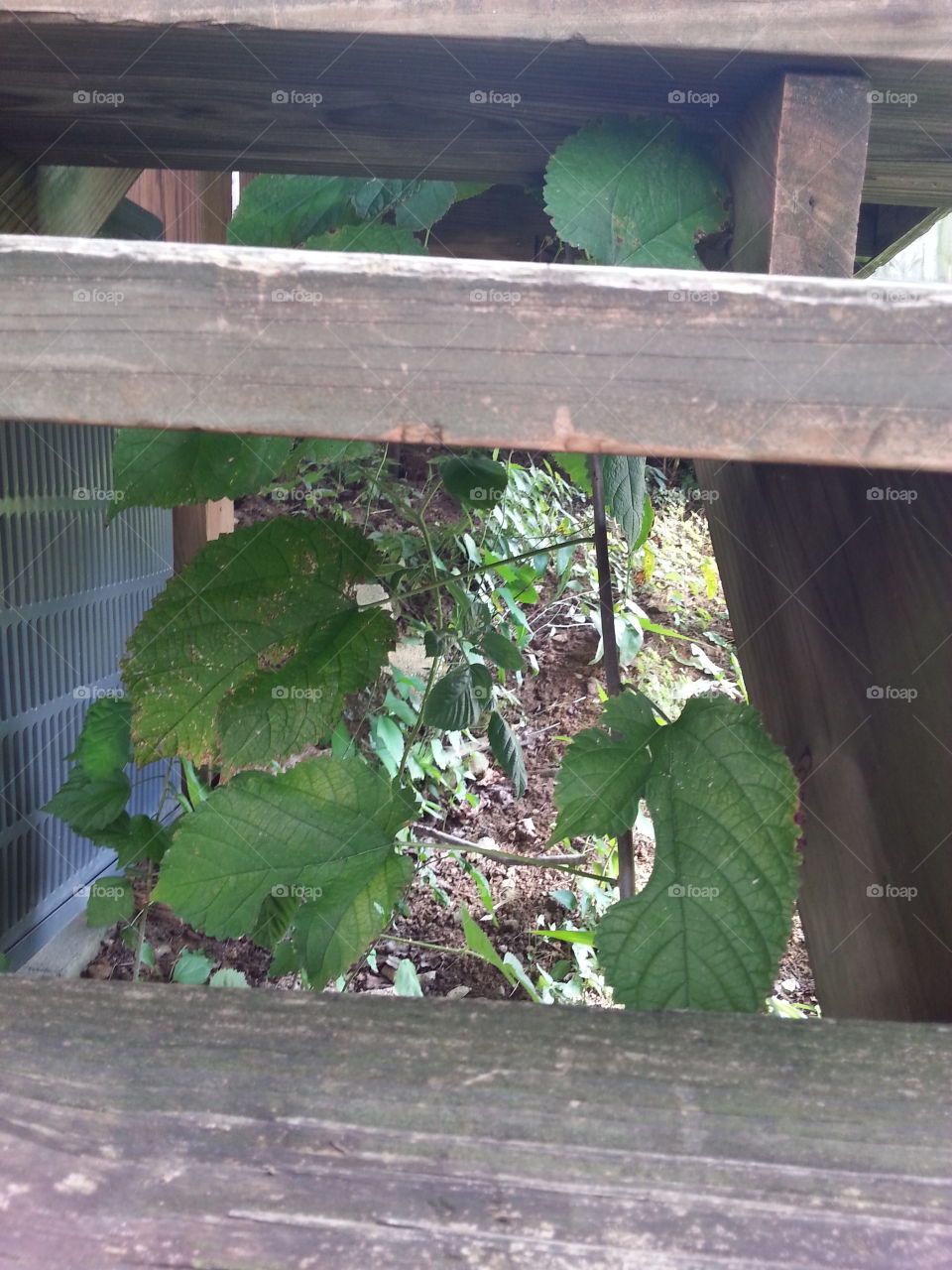 Leaf, Wood, No Person, Nature, Garden