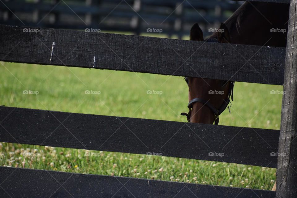 A young horse peeking through a fence 