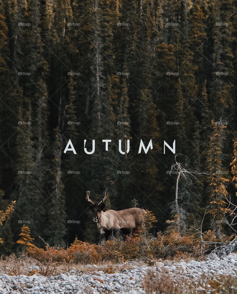 Autumn