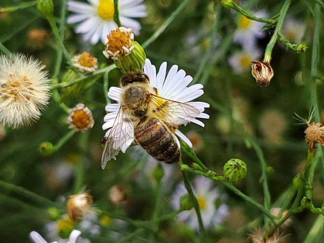 Bee pollinating small white wild flowers