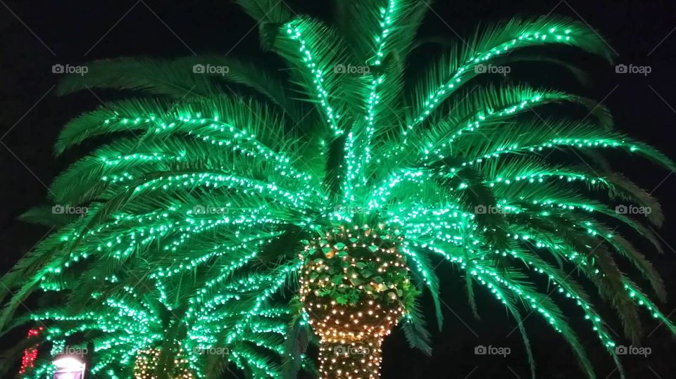 palm tree lights