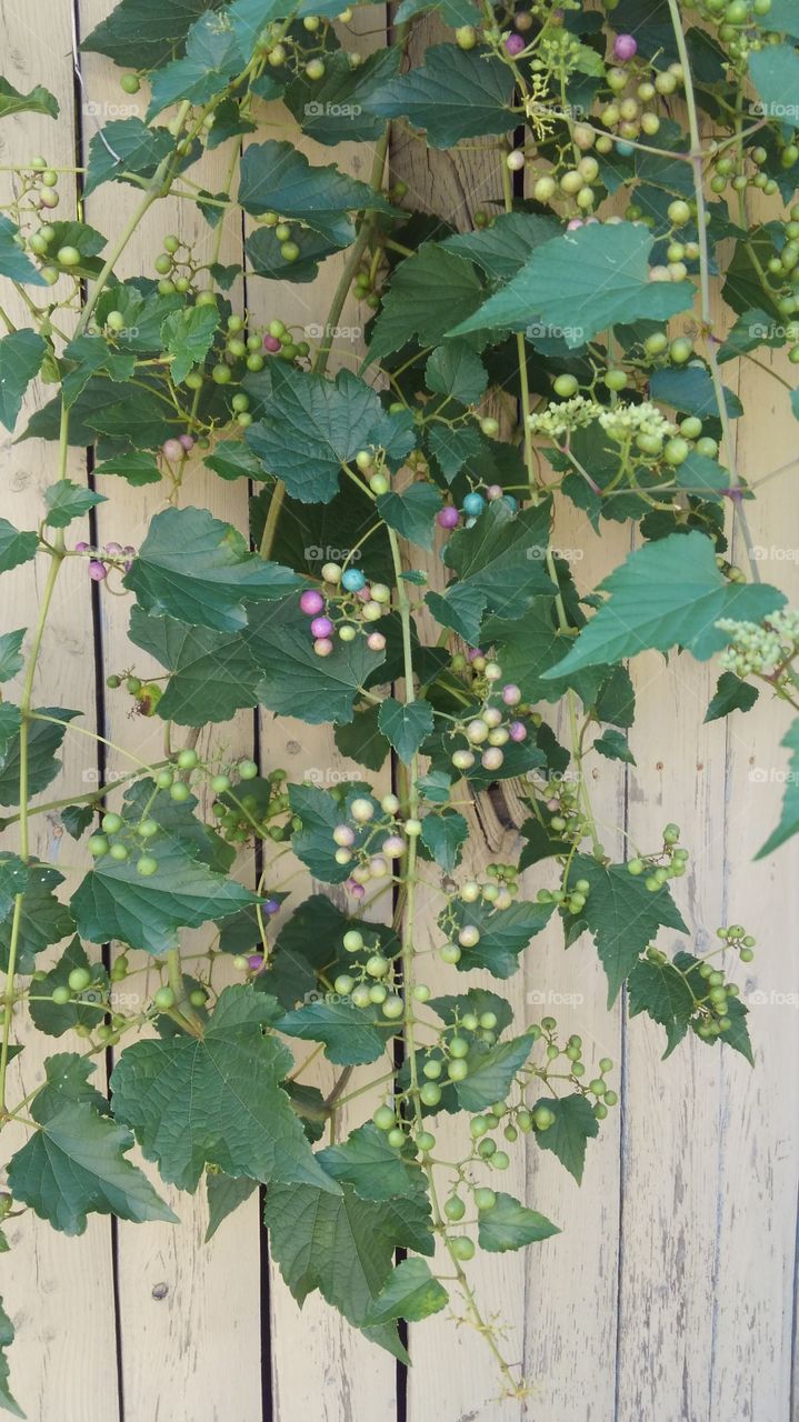 A Vine With Many Colors.  This was growing on my backyard fence. I took this picture because I noticed that it had little berries growing from it that had  different colors. I would have taken more pictures but the wasps that were nearby didn't care for this photographer taking pictures of their favorite attraction. Enjoy!