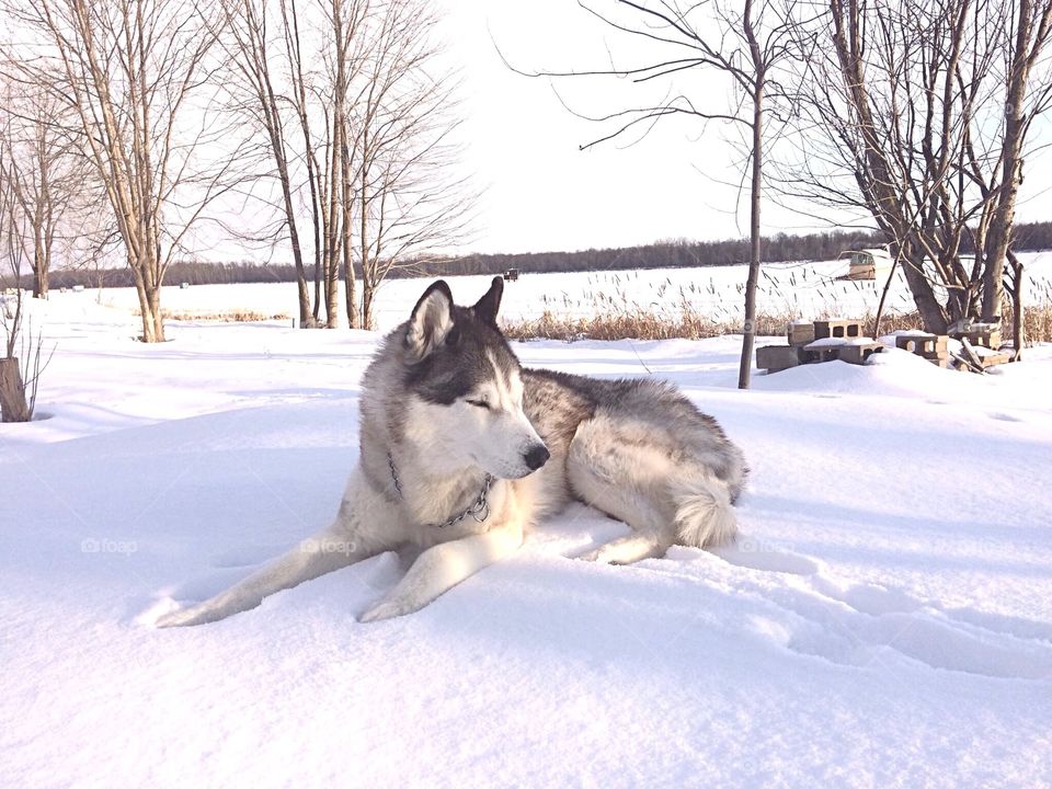 Husky dogs lying on a snow