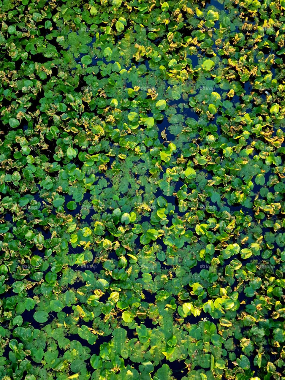 lake with water lilies