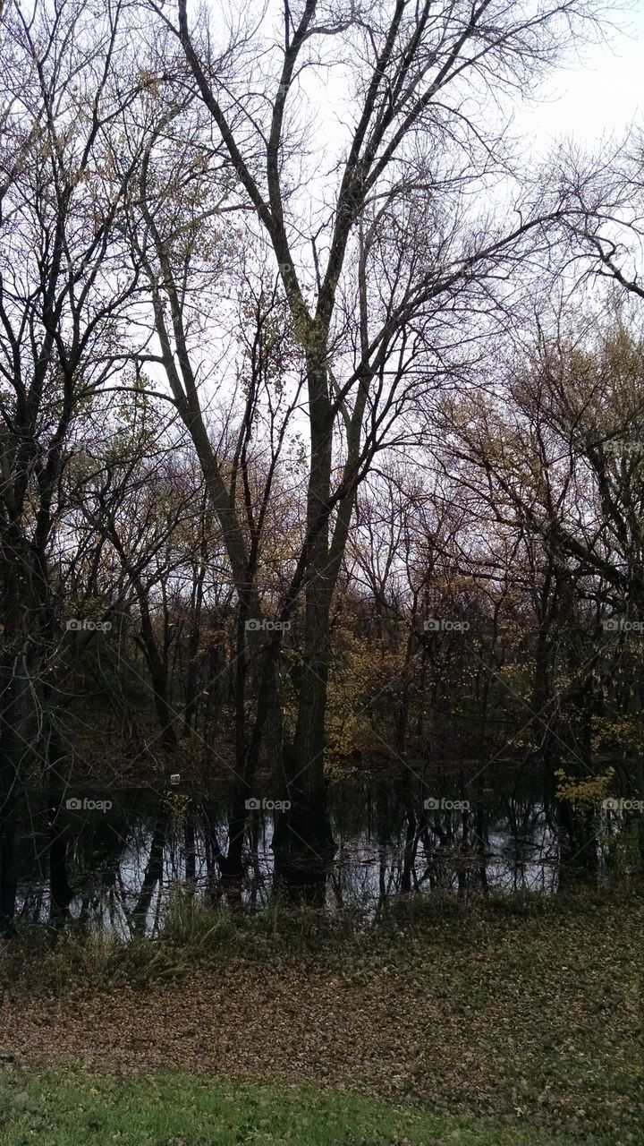 Tree, Wood, Landscape, Nature, No Person