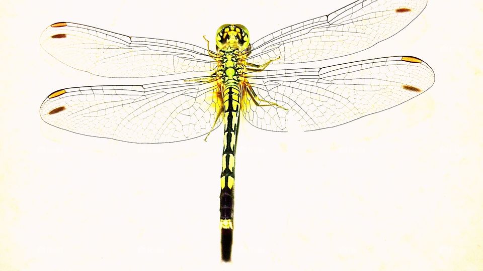 One beautiful dragonfly