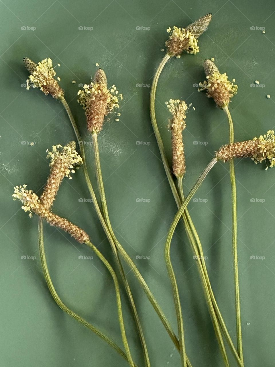 Stems with pollen, seeds and flowers of narrow leaf plantain (Plantago lanceolata) on a matte green background