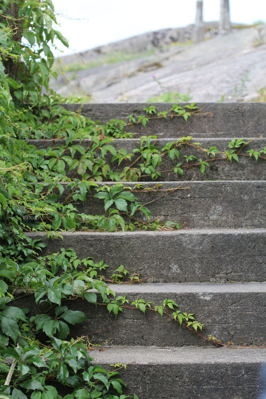 Ivy steps
