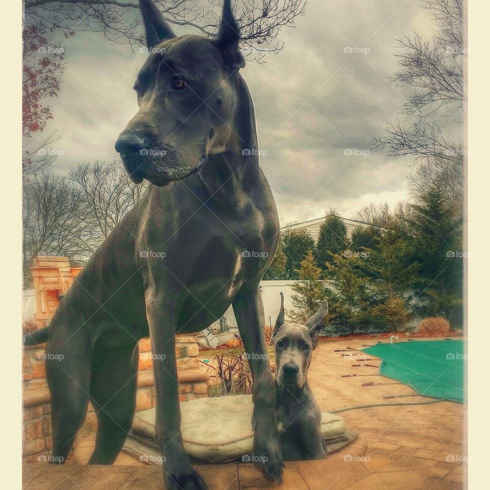 Nyla and Maverick . watch dog training 