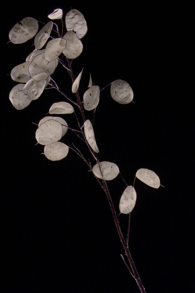 Honesty plant, seed pods