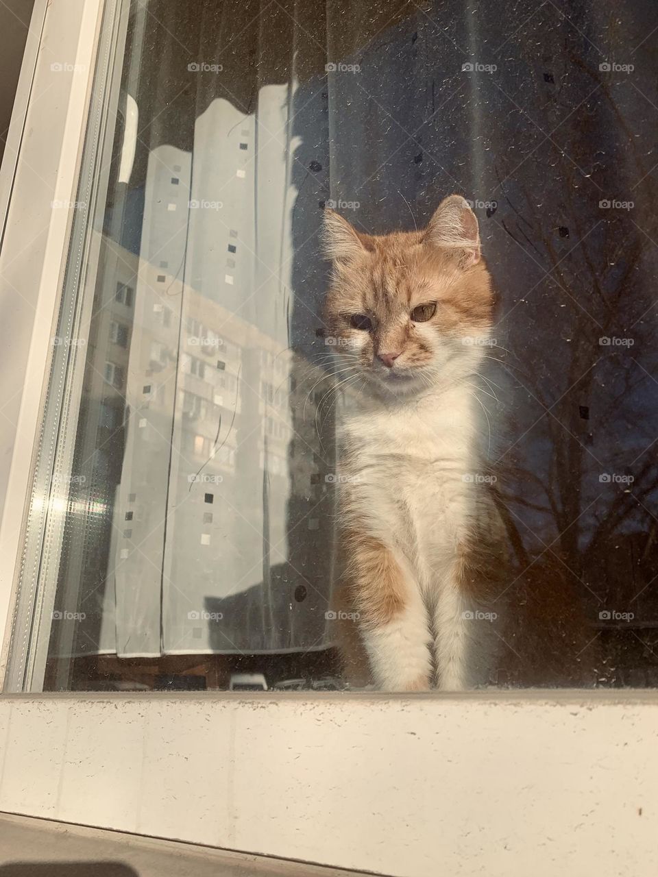 A ginger cat behind a window 