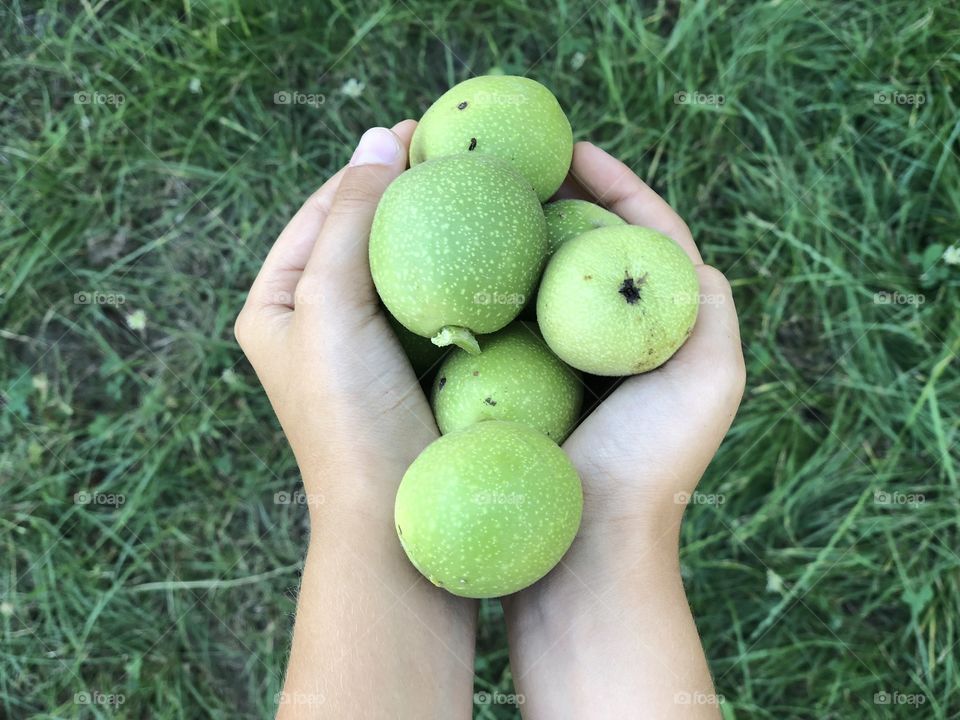 Young green walnuts