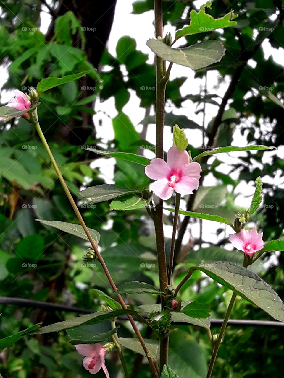 Beautiful pink color wild blooming flower have with branch and green leafs