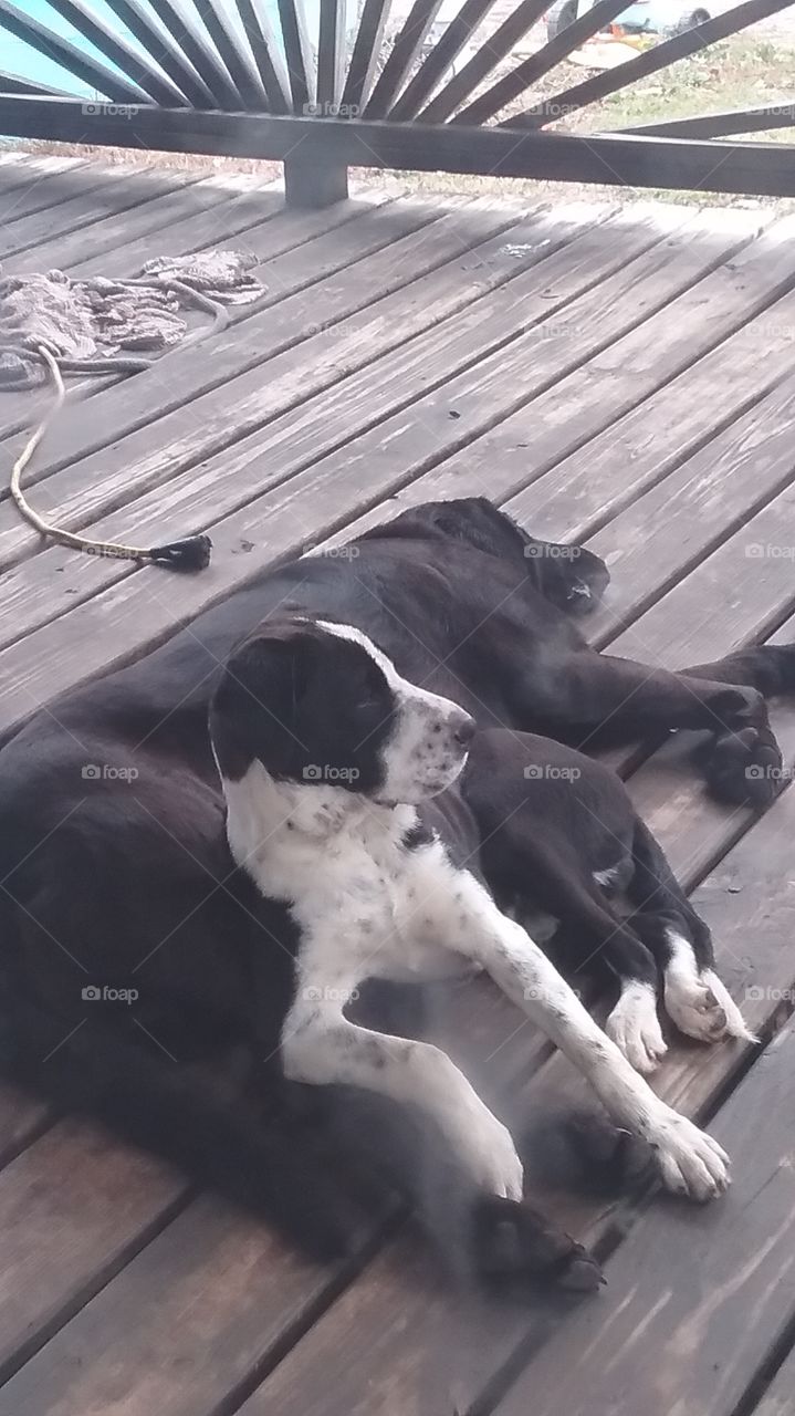 lazy lazy dogs