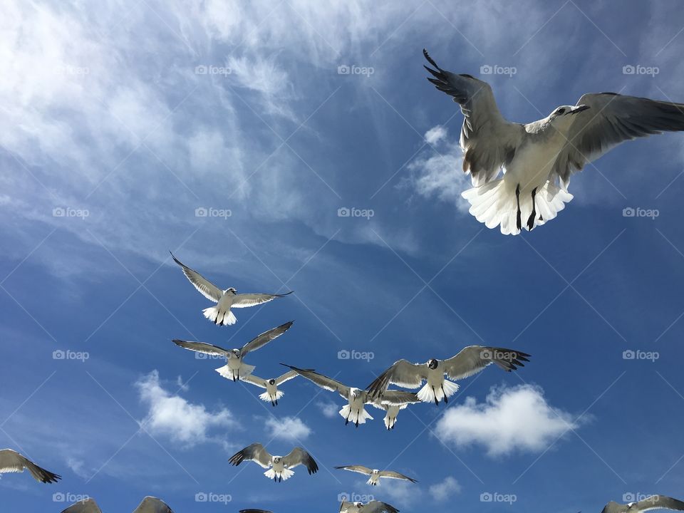Birds flying 