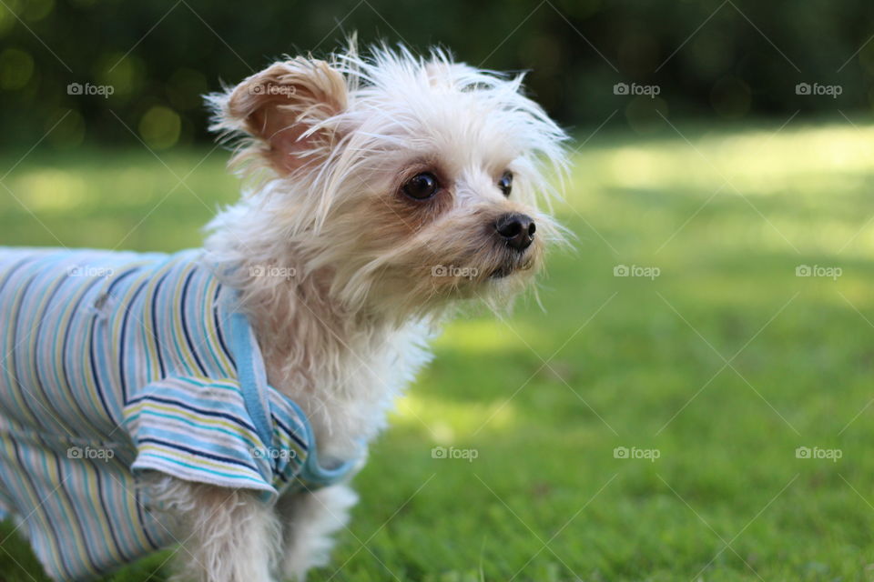 My adorable little dog really enjoy playing outside!