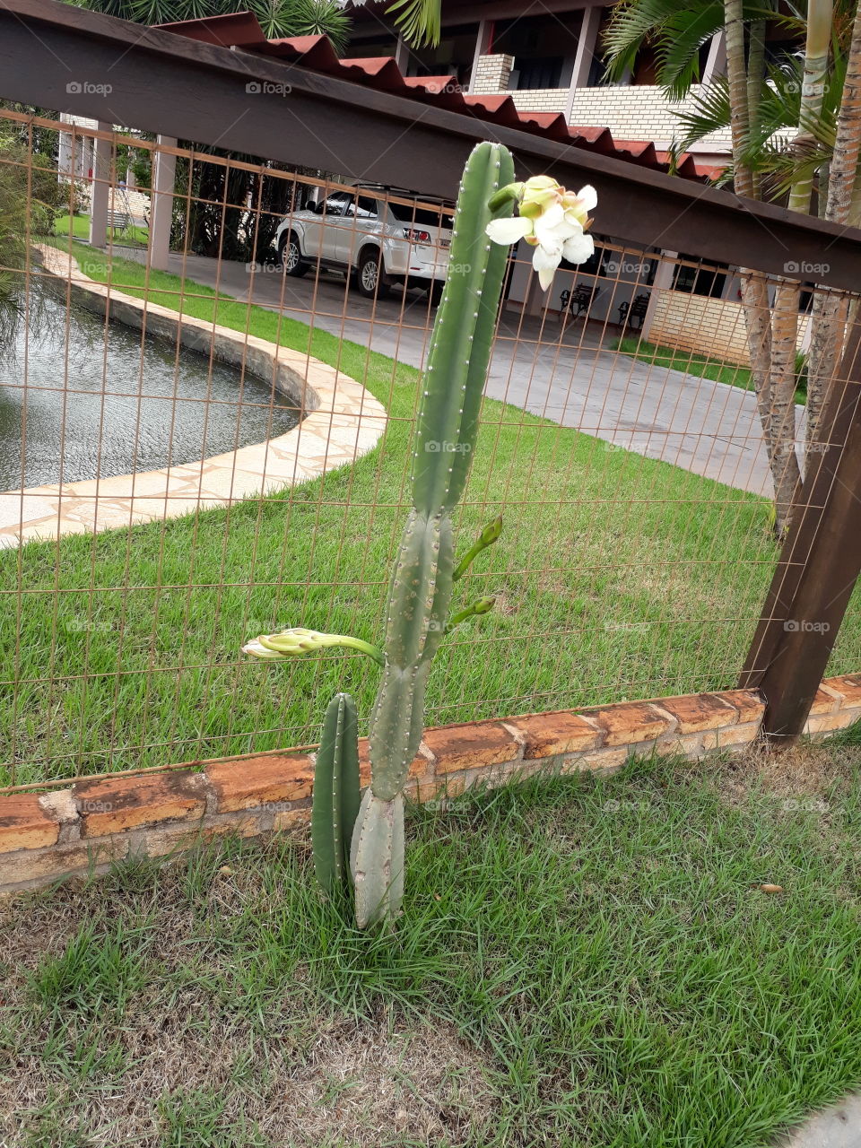 Linda flor de cactus