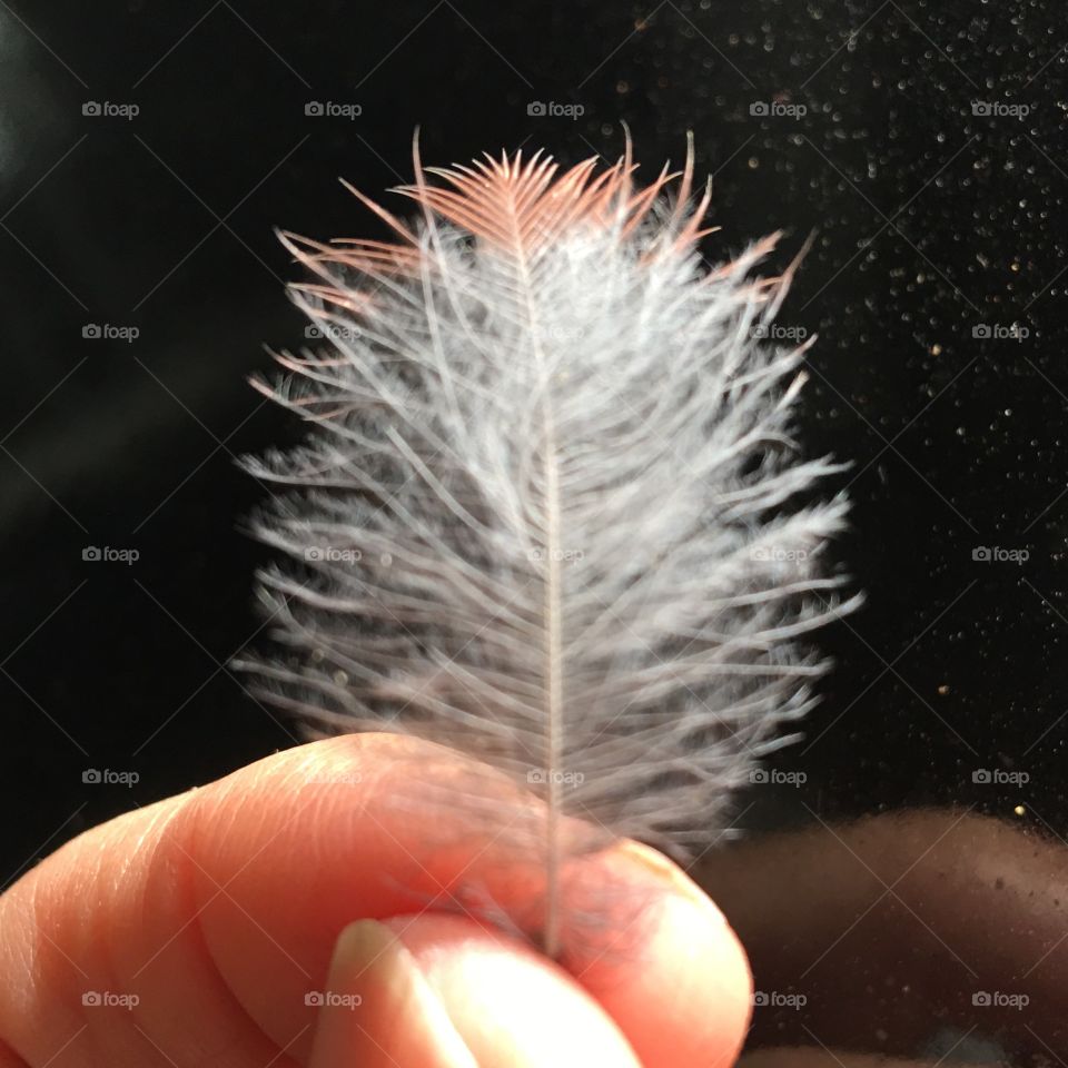 Delicate fluffy grey with orange tip bird feather.