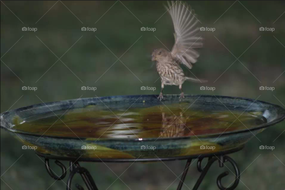Bird Bath
