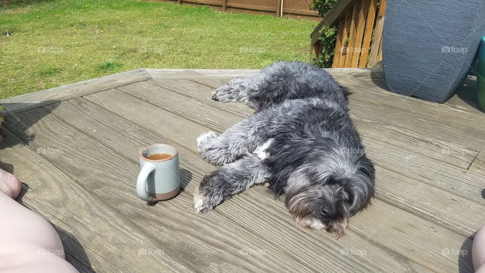 dog laying on deck next to a cup of coffee pottery mug