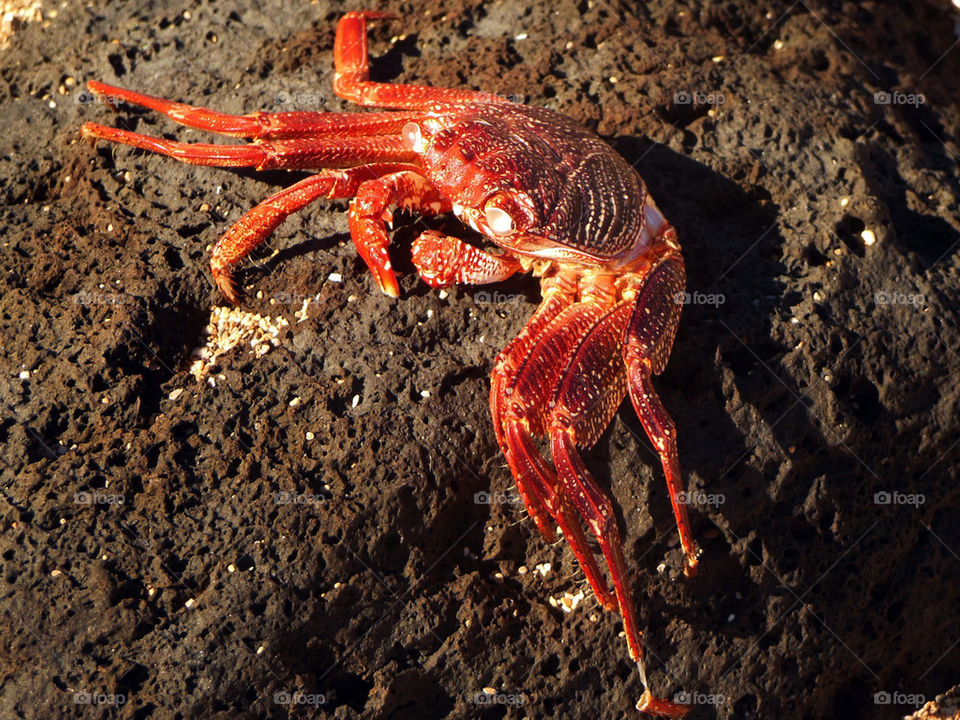 Crab on Lava Rock
