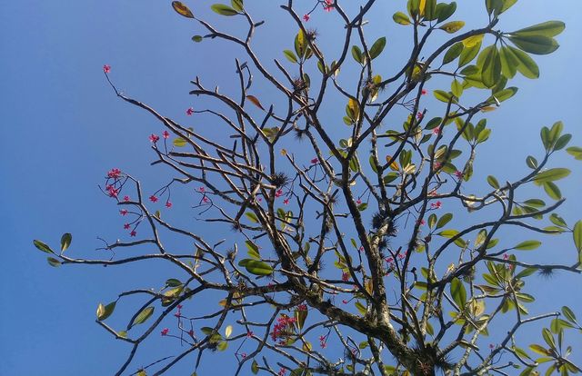 some beautiful Magnolia flowers, in autumn.Beautiful  day