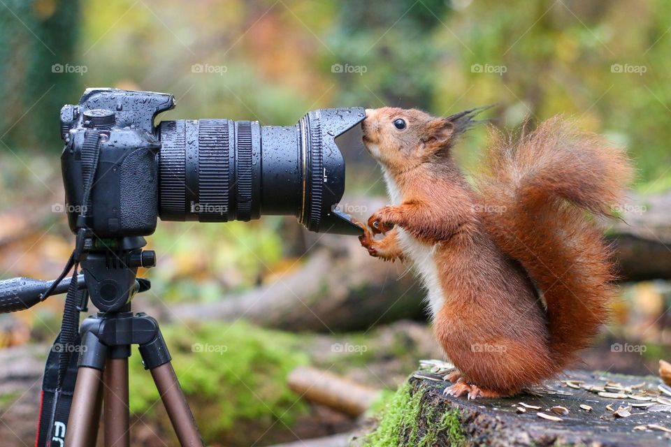 Red squirrel sniffing camera lens