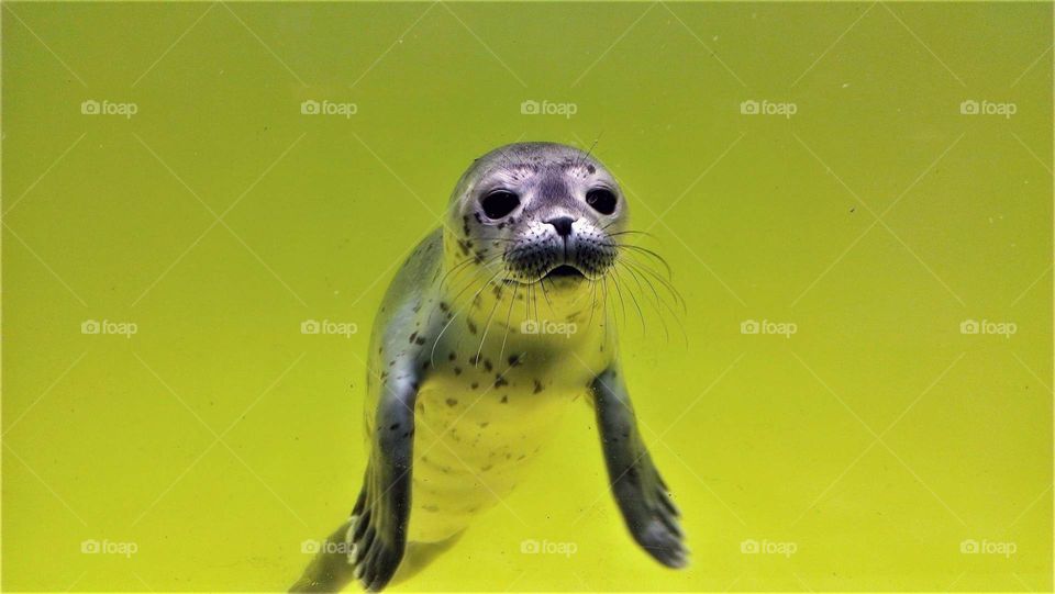 a young pretty rescued baby seal is looking  forward.
