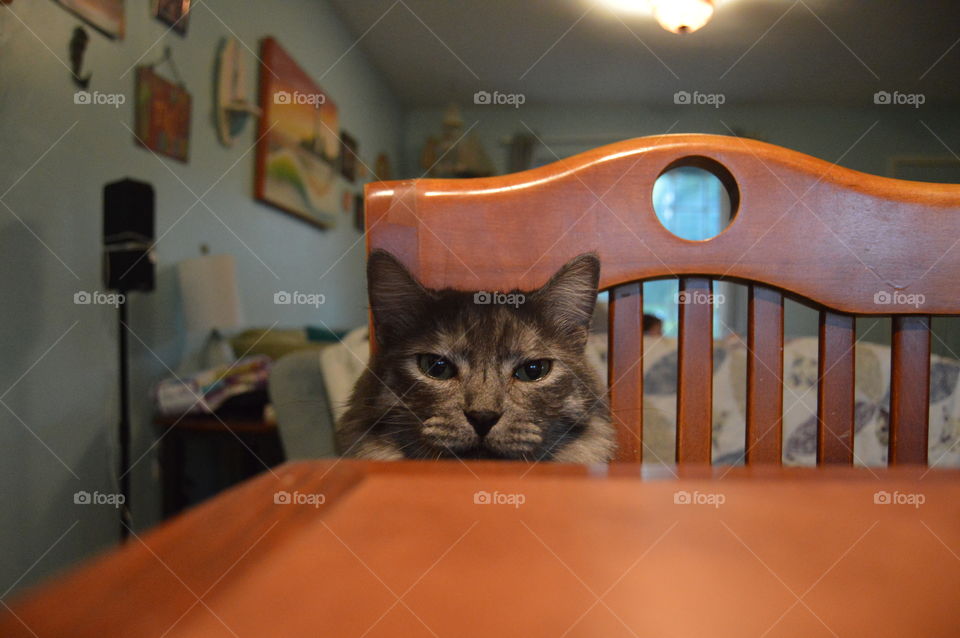 Grey Fluffy Cat Peering Over Edge Of Dinner Table Into the Camera