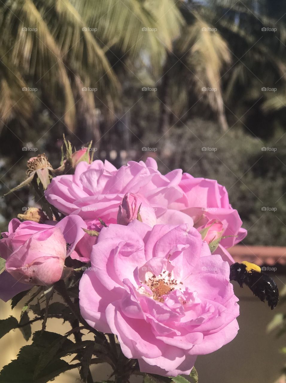 Bumble bee and pink roses