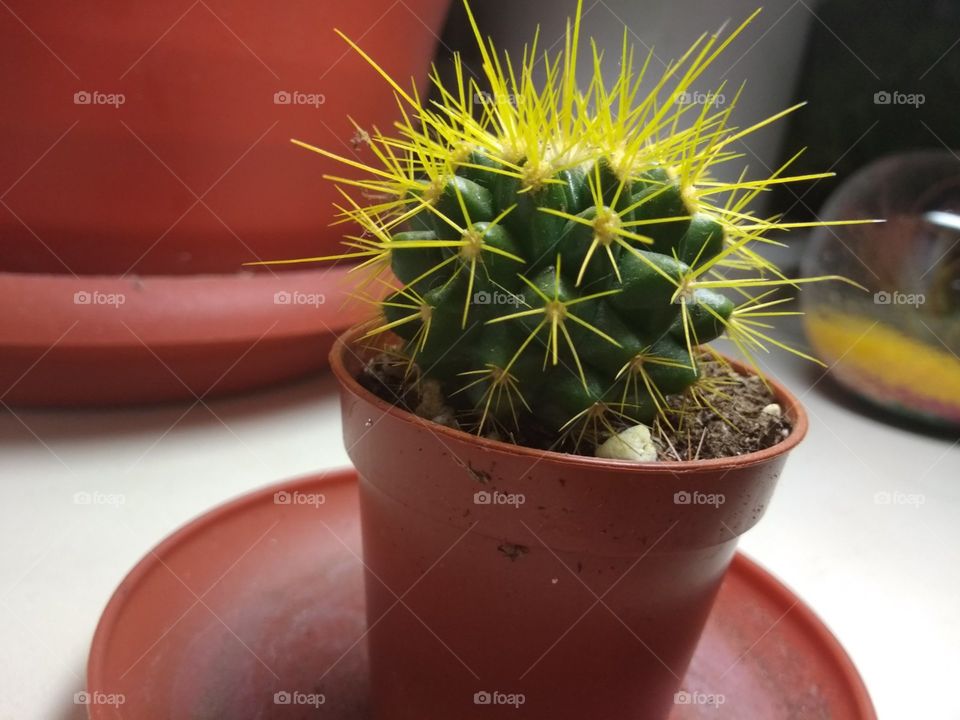 Cactus