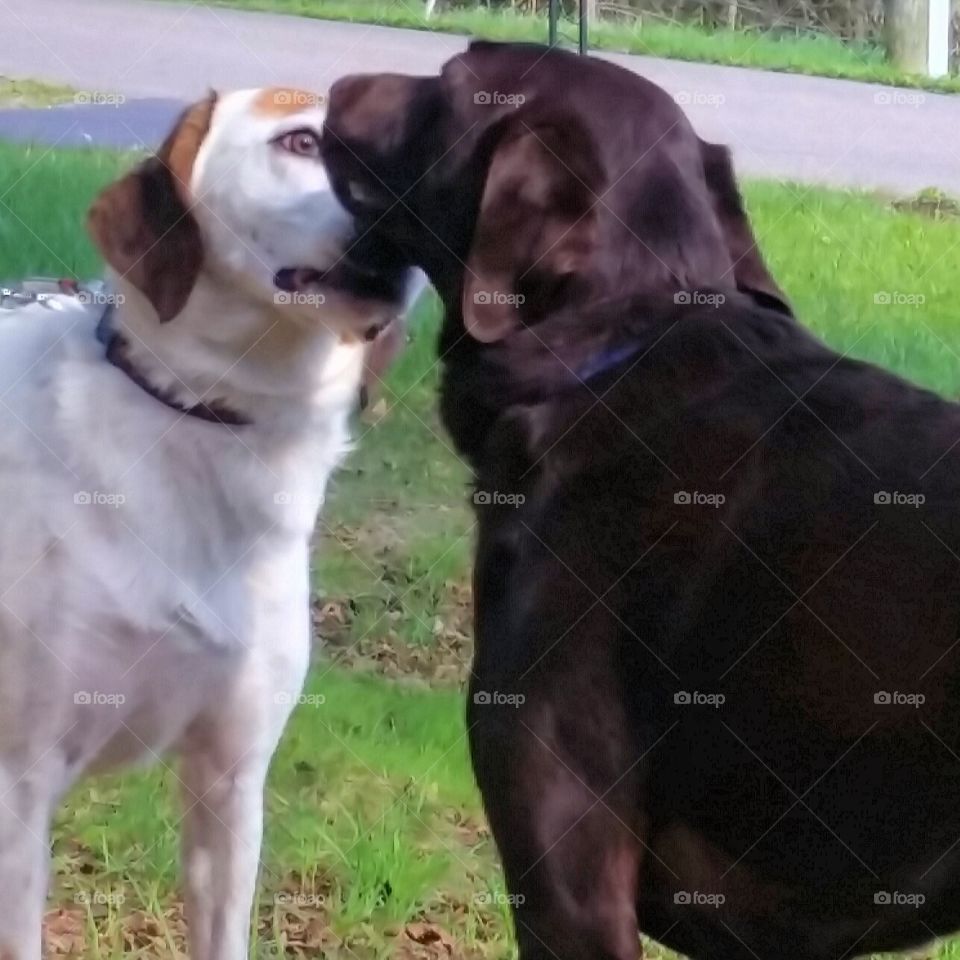 You ain't nothin but a hound dog