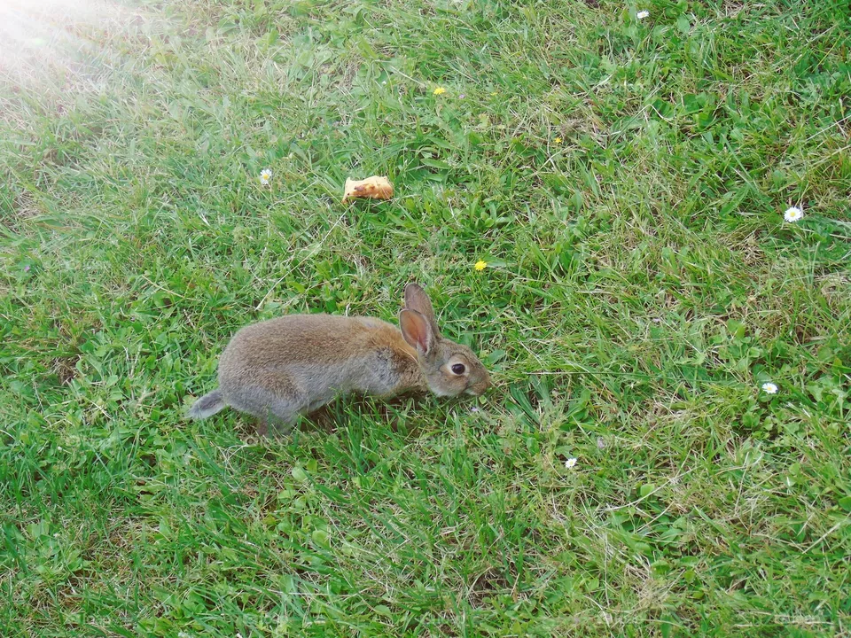 Bunny