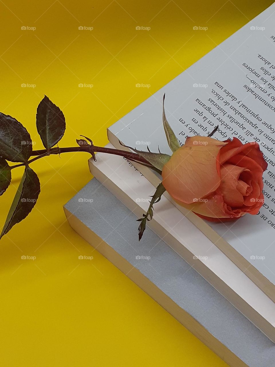 los libros y la rosa