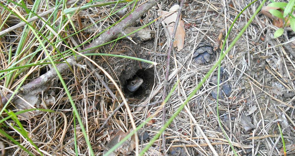 Nature, Wildlife, Ground, Outdoors, Grass