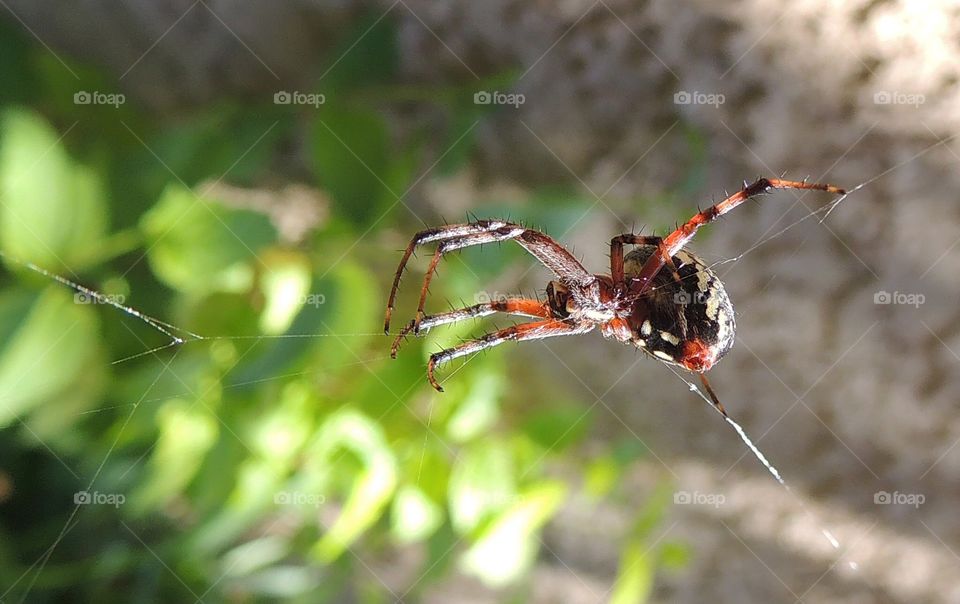 Garden spider