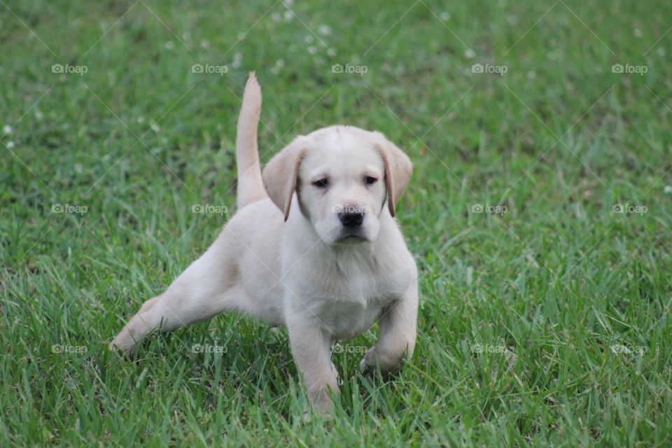 Yellow Labrador at play