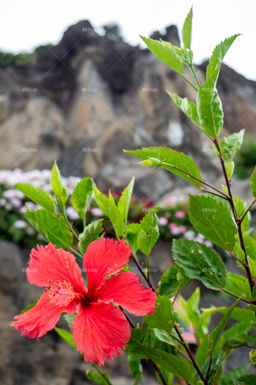 Red flower of the cliff