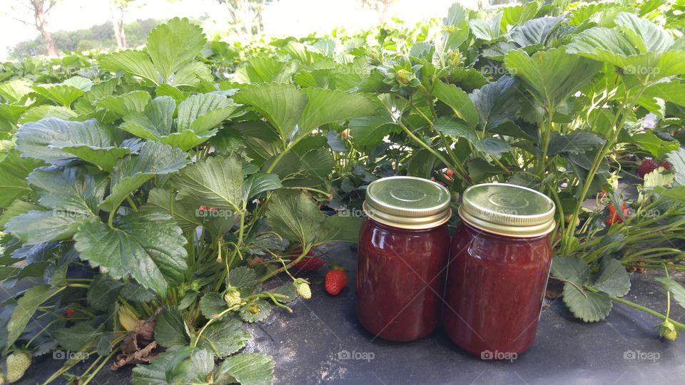 strawberry jam fresh from the fields