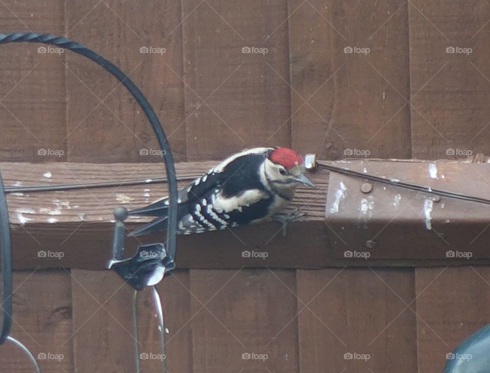 Great spotted woodpecker 