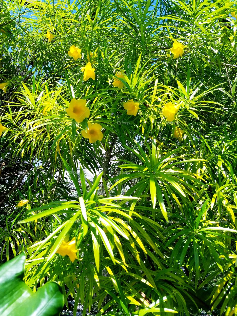 Yellow Flowers on a Green Tree