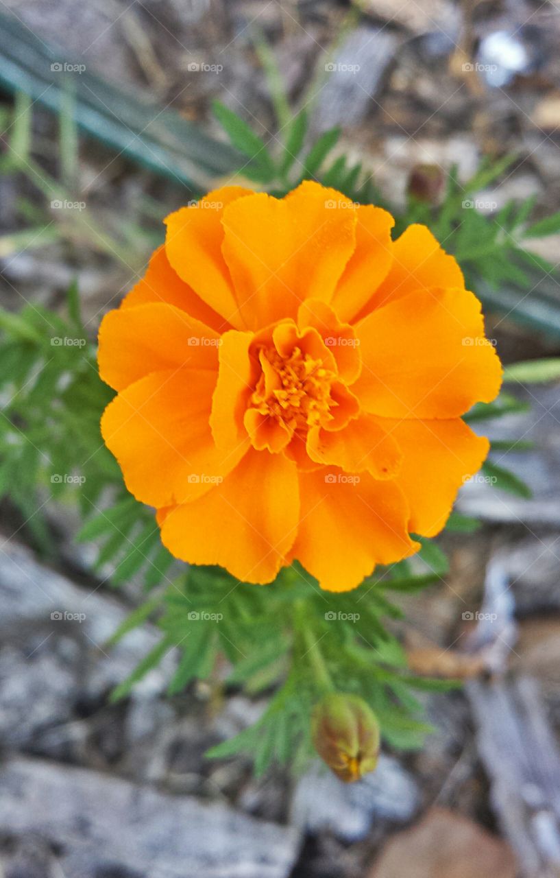 Marigold