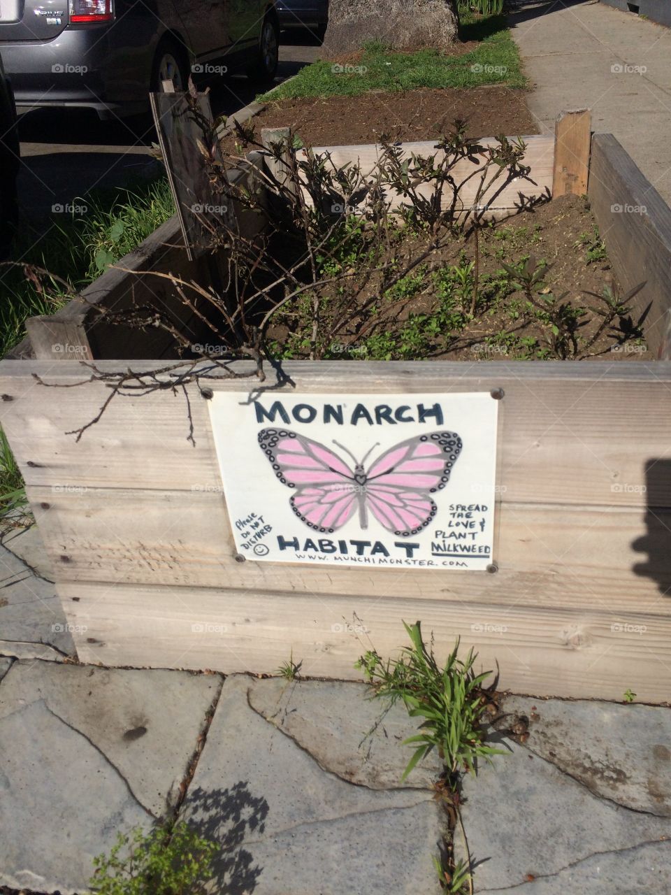 Monarch habitat