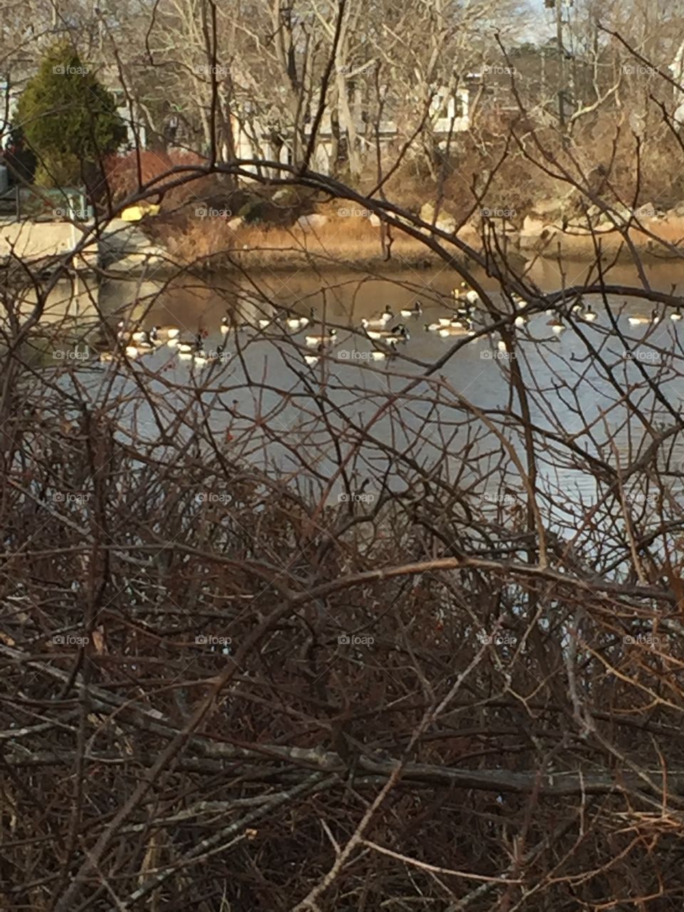More geese on the ice